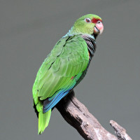 Vinaceous-breasted Parrot